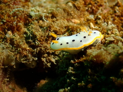 Chromodoris orientalis