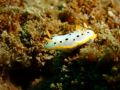 Chromodoris orientalis