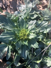 Barbarea vulgaris