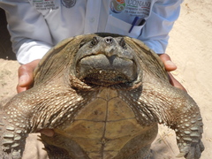 Chelydra rossignonii