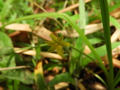 Hypoxis decumbens