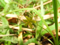Hypoxis decumbens