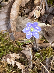 Hepatica