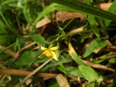 Hypoxis decumbens