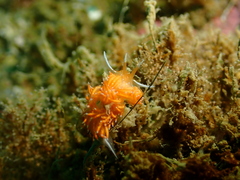 Sakuraeolis enosimensis