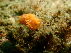 Sakuraeolis enosimensis