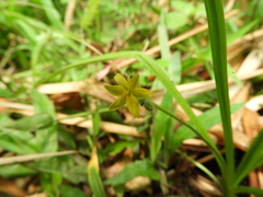 Hypoxis decumbens