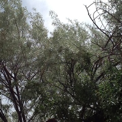 Elaeagnus angustifolia