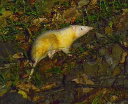 Moonrat (Echinosorex gymnura)