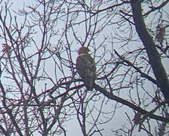 Buteo jamaicensis