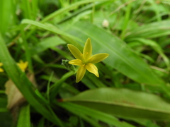Hypoxis decumbens