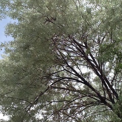 Elaeagnus angustifolia