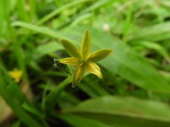 Hypoxis decumbens