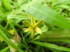 Hypoxis decumbens