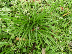 Hypoxis decumbens