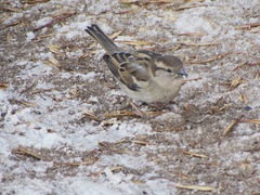 Passer domesticus
