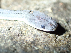 Xenodermus javanicus