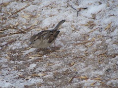 Passer domesticus