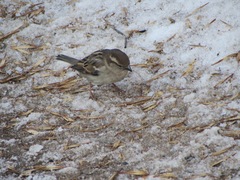 Passer domesticus
