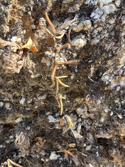 Pellaea ternifolia brandegeei