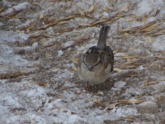 Passer domesticus