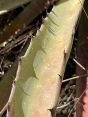 Agave aurea