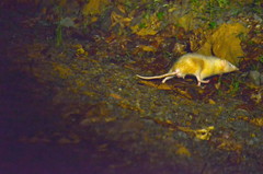 Echinosorex gymnurus