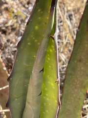 Agave aurea
