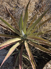 Agave aurea