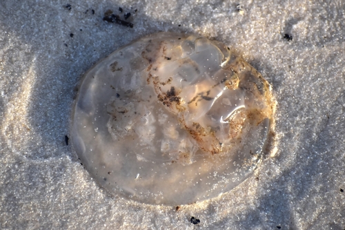 Mushroom Jelly photographed in Mississippi