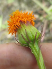 Dorobaea laciniata