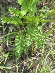 Dorobaea laciniata