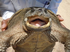 Chelydra rossignonii