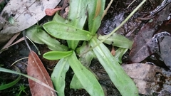 Pinguicula primuliflora