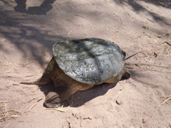 Chelydra rossignonii