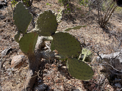 Opuntia sierralagunensis