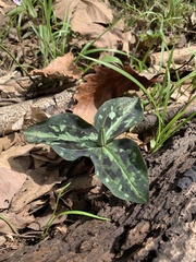 Trillium underwoodii