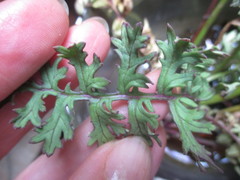 Dorobaea laciniata