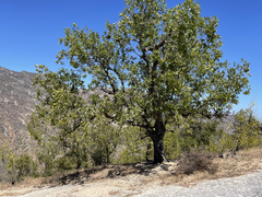 Quercus devia