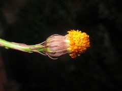 Dorobaea laciniata