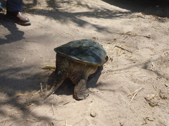 Chelydra rossignonii