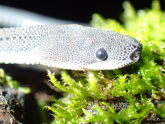 Xenodermus javanicus