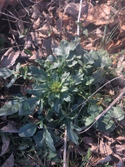 Barbarea vulgaris