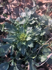 Barbarea vulgaris
