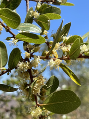 Sideroxylon peninsulare