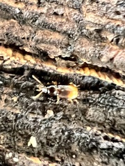 Mioptachys flavicauda