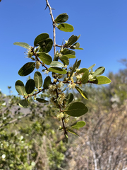 Sideroxylon peninsulare