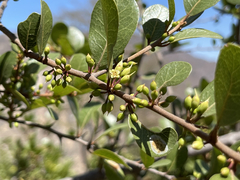 Sideroxylon peninsulare