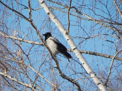 Corvus cornix