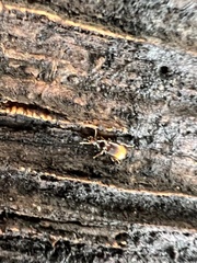 Mioptachys flavicauda